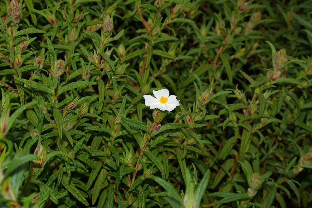 Cistus monspeliensis / Cisto di Montpellier